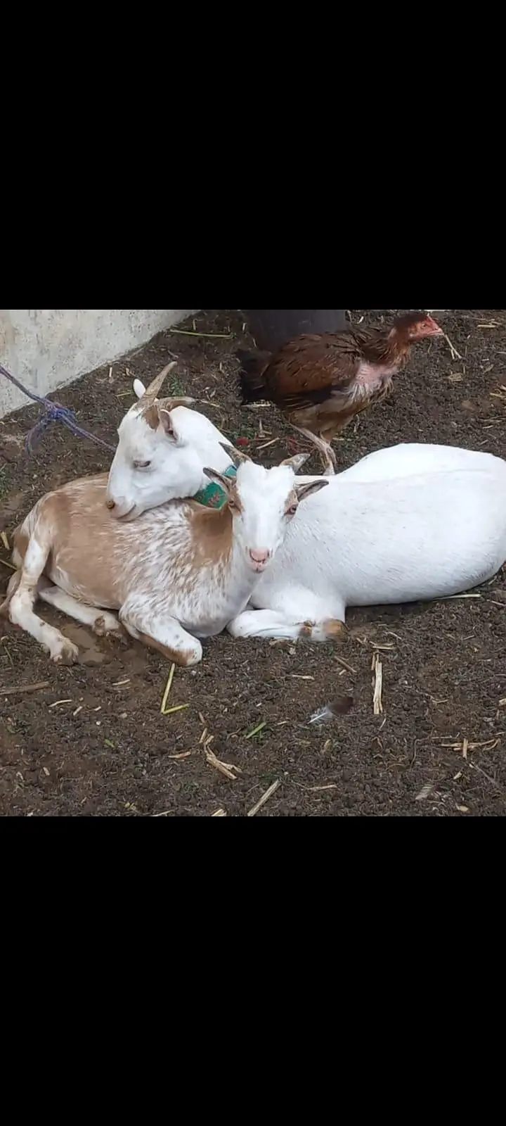 Goats setup for urgent sell — photo 6