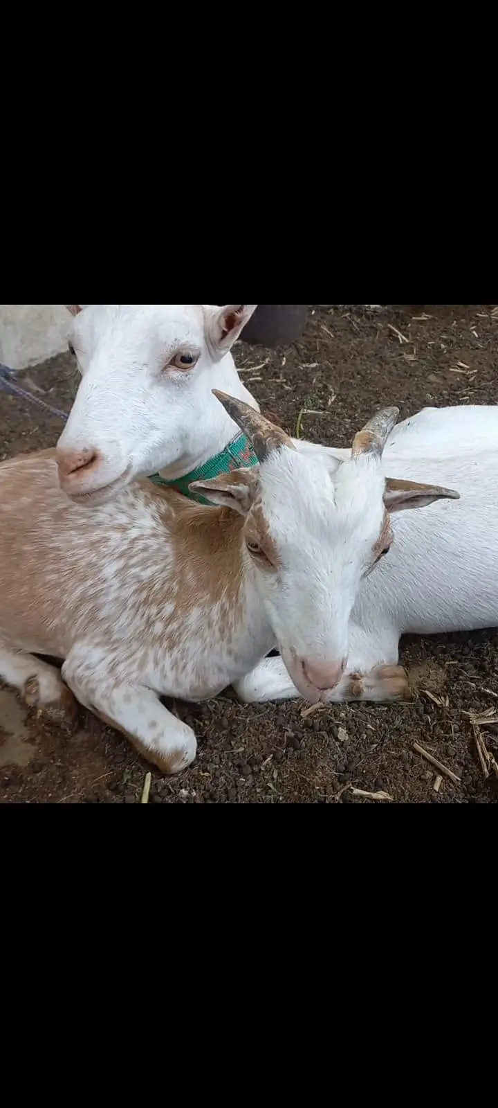 Goats setup for urgent sell — photo 7