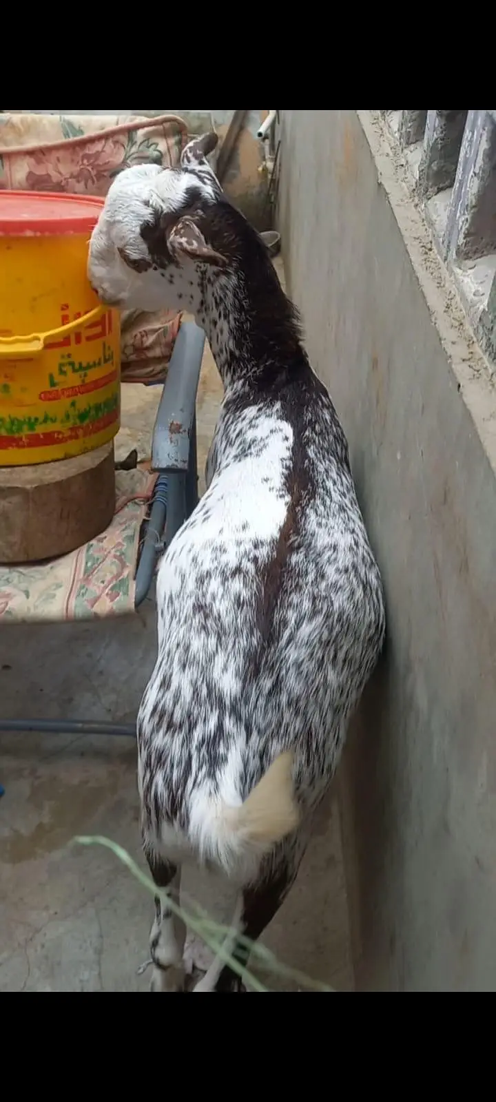 Goats setup for urgent sell — photo 8