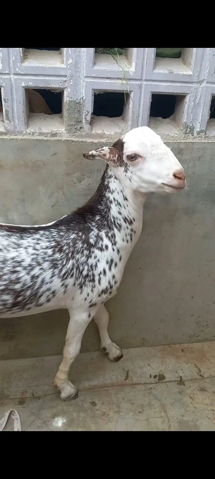 Goats setup for urgent sell — photo 9