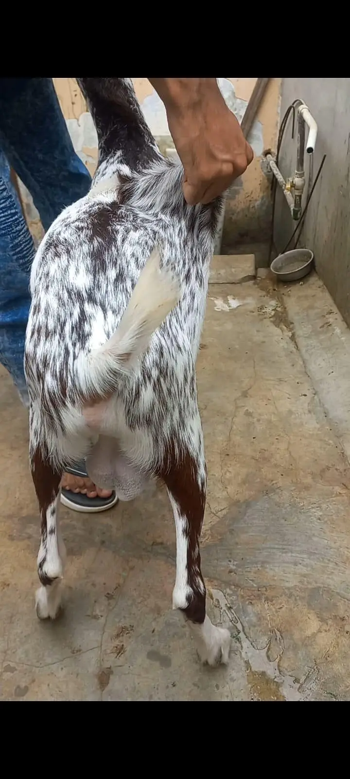 Goats setup for urgent sell — photo 10
