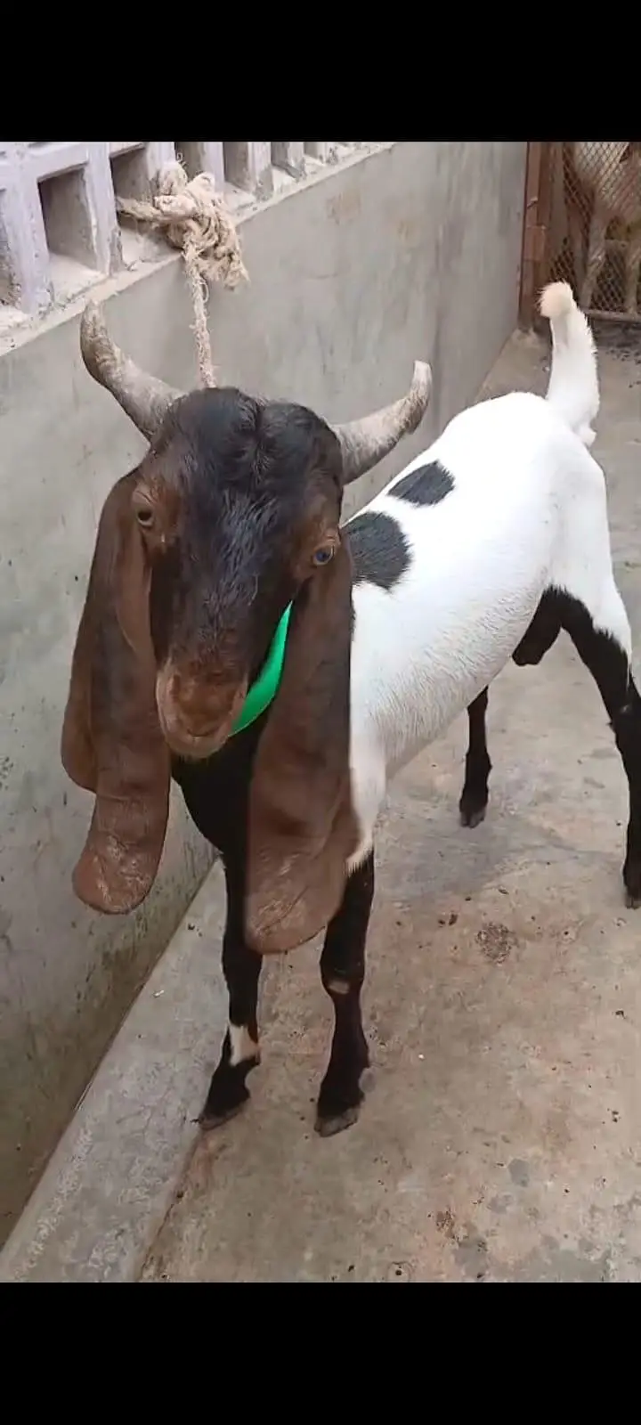 Goats setup for urgent sell — photo 11