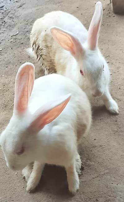 Breeder Rabbits sets for sale
