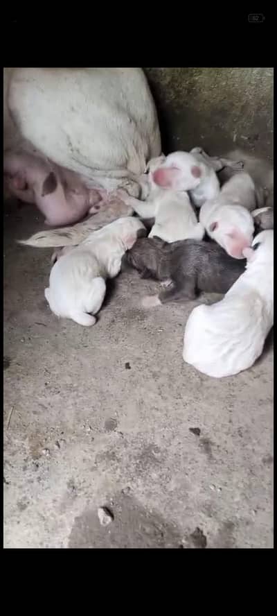 puppy in gultair bully cross