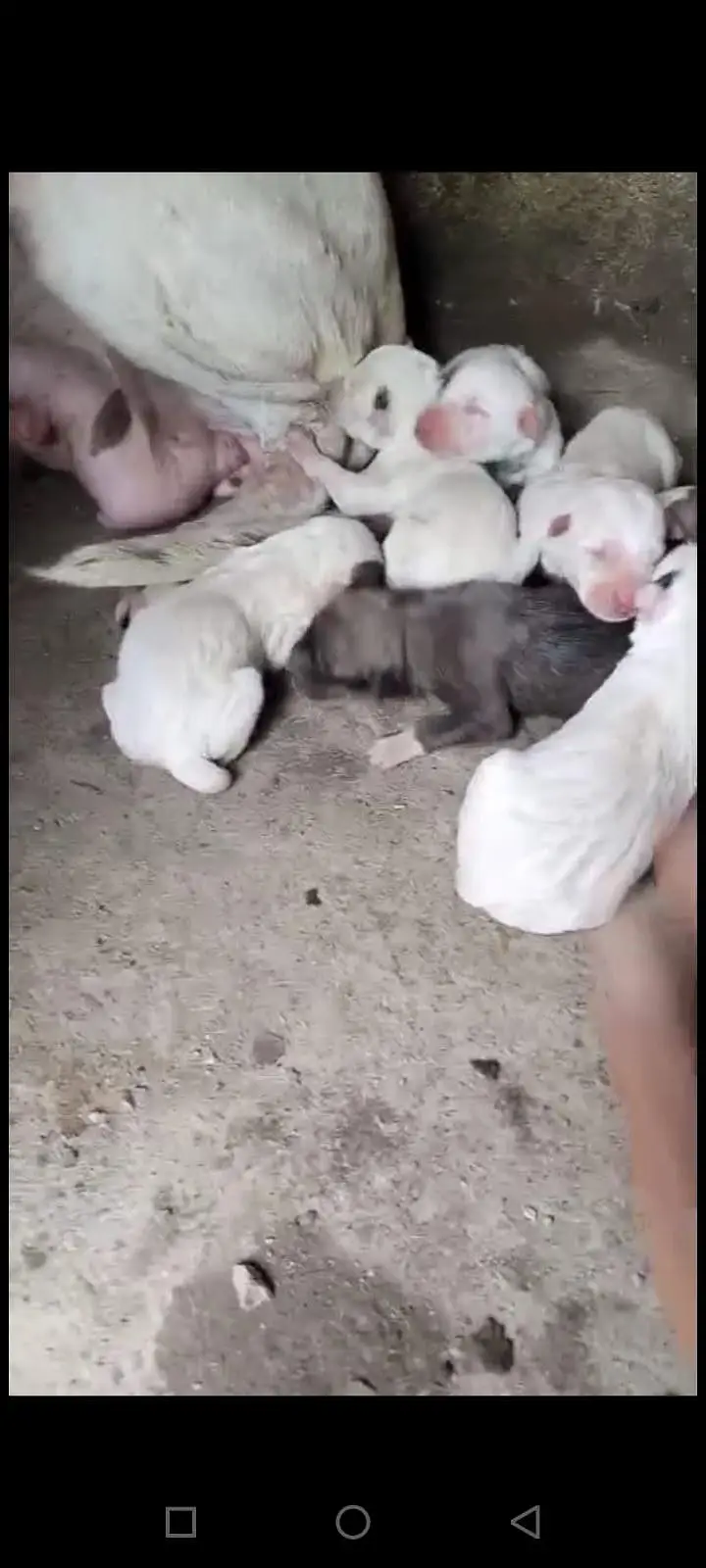 puppy in gultair bully cross — photo 2
