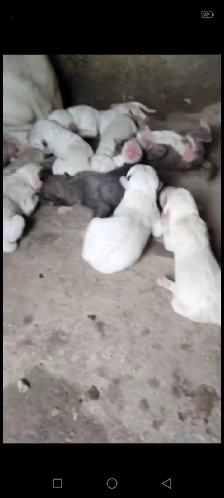 puppy in gultair bully cross — photo 4
