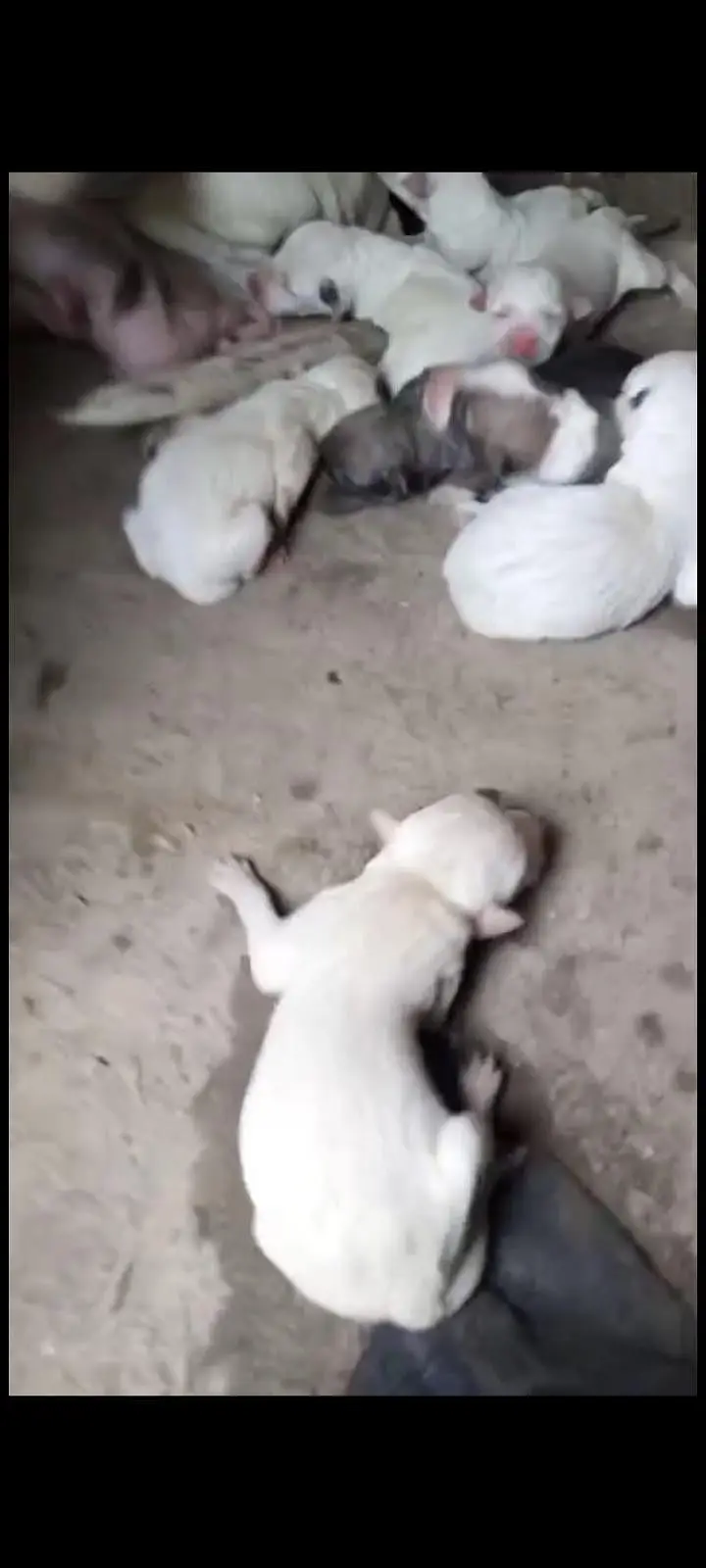 puppy in gultair bully cross — photo 5