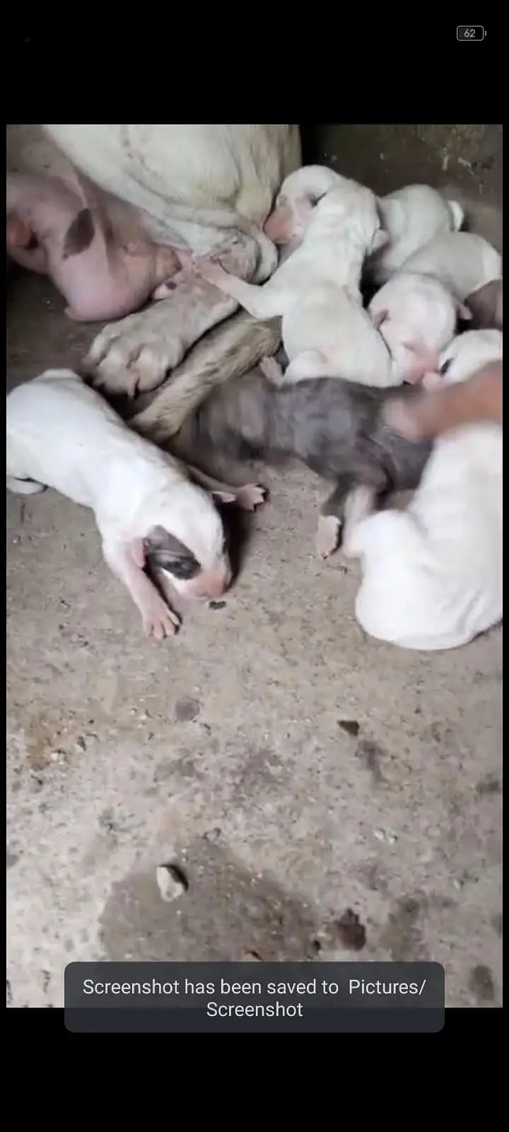 puppy in gultair bully cross — photo 6