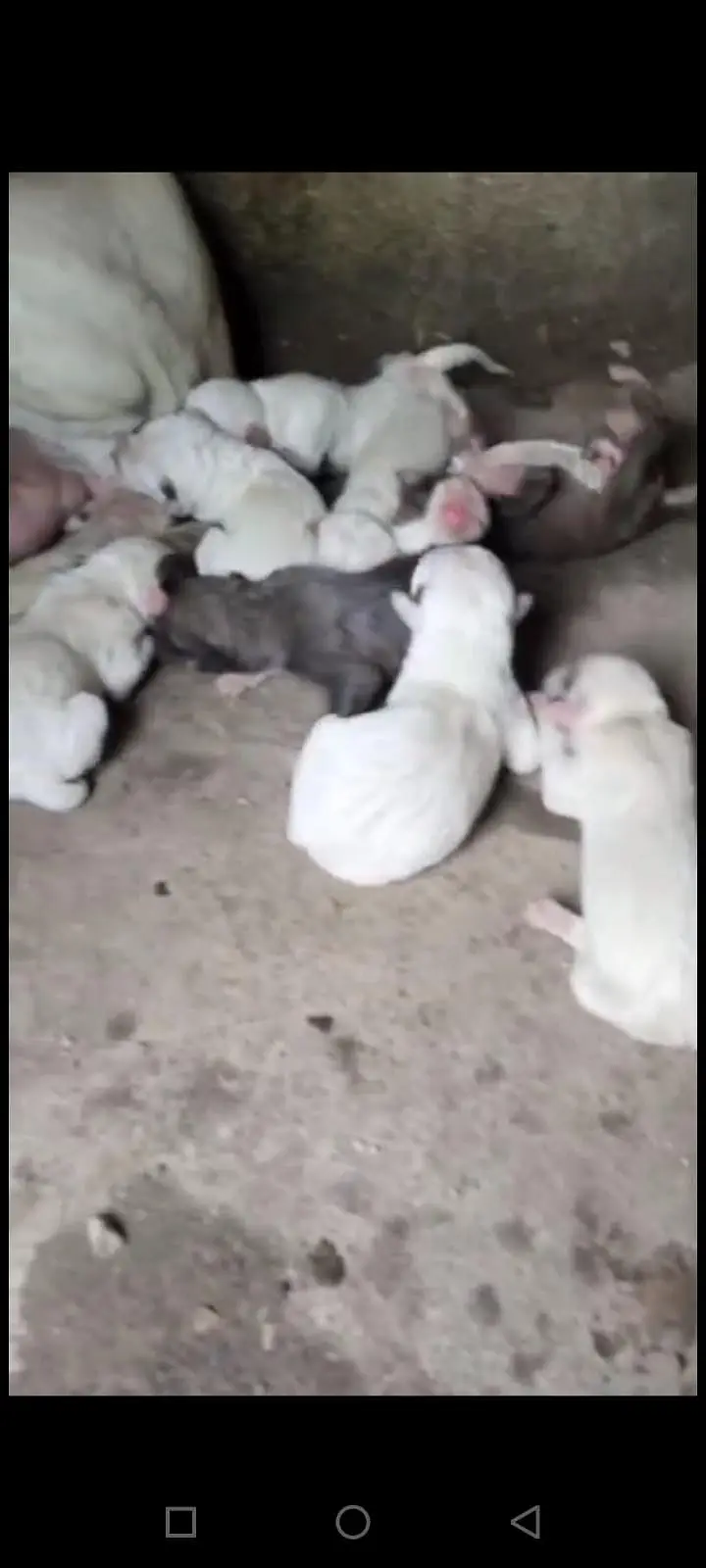 puppy in gultair bully cross — photo 7