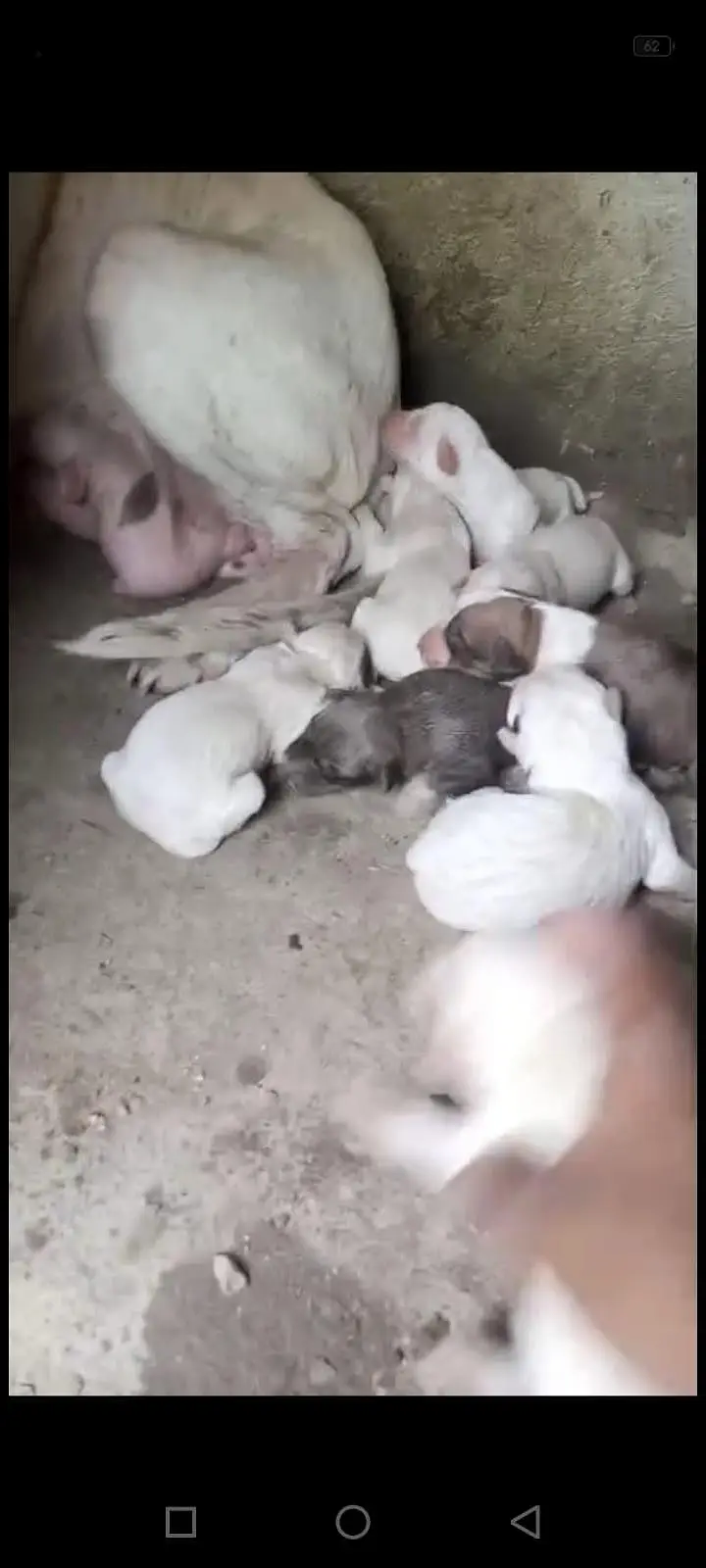 puppy in gultair bully cross — photo 9
