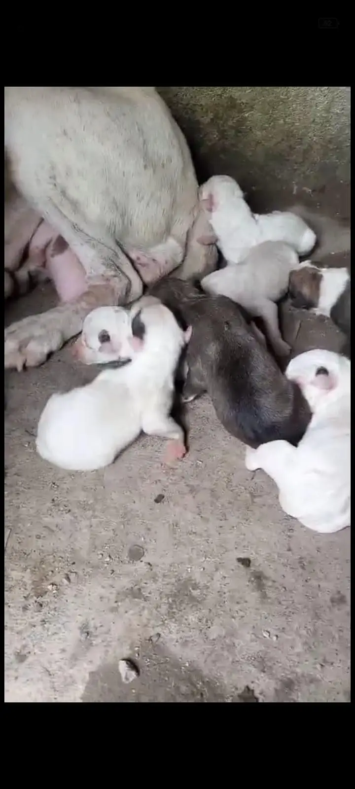 puppy in gultair bully cross — photo 10