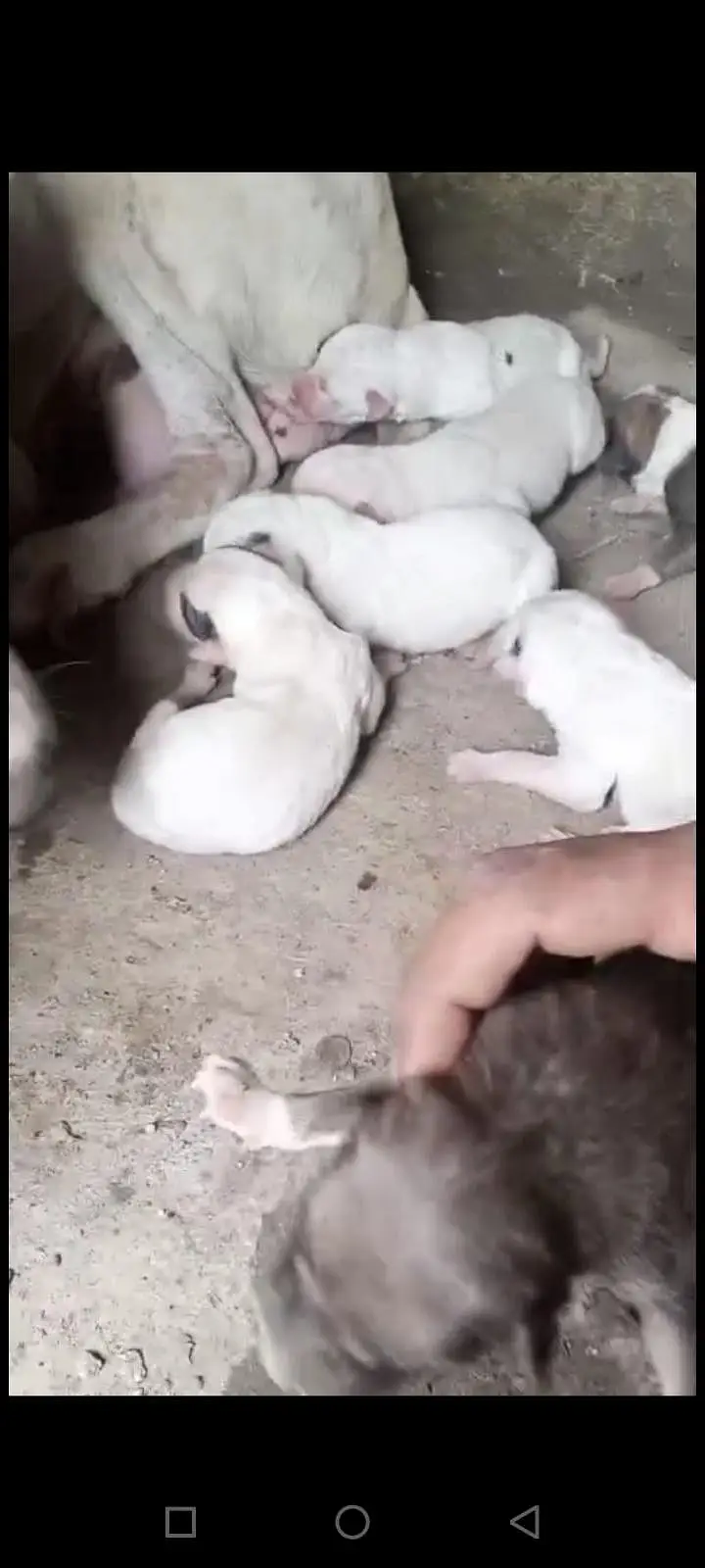 puppy in gultair bully cross — photo 11