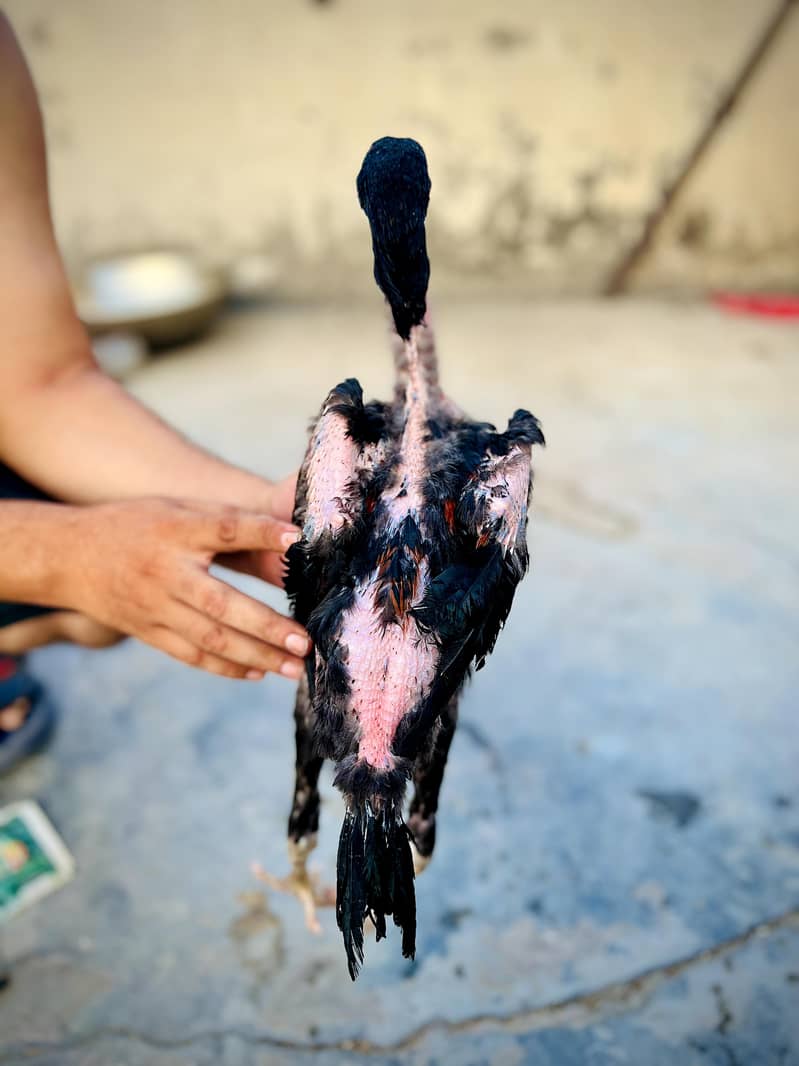 Pakoy 3