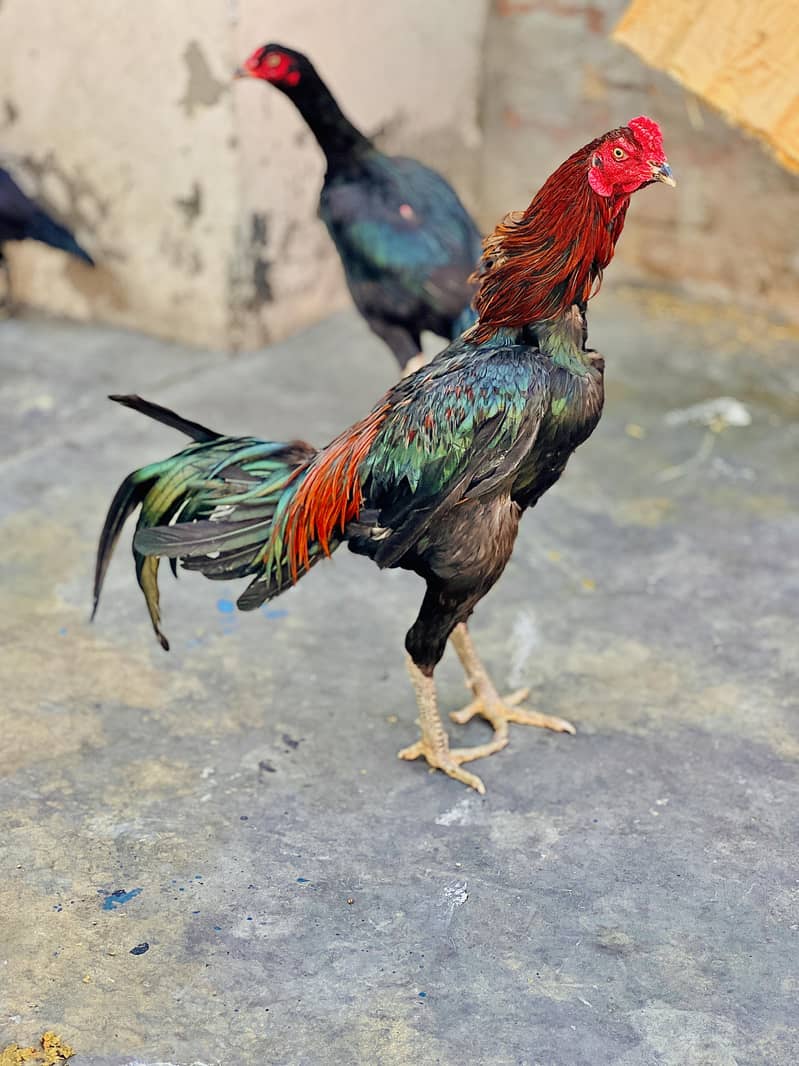 Pakoy 5