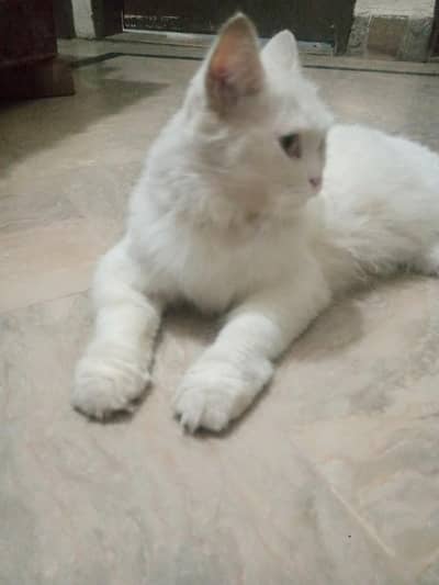 female cat  for sale