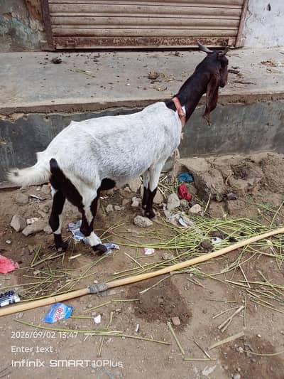 kamhori bakri