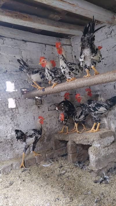 ​​Dandarawi hen / Dandarawi Chicken / ​Dandarawi pathi , patha / eggs