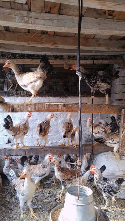 ​​Dandarawi hen / Dandarawi Chicken / ​Dandarawi pathi , patha / eggs