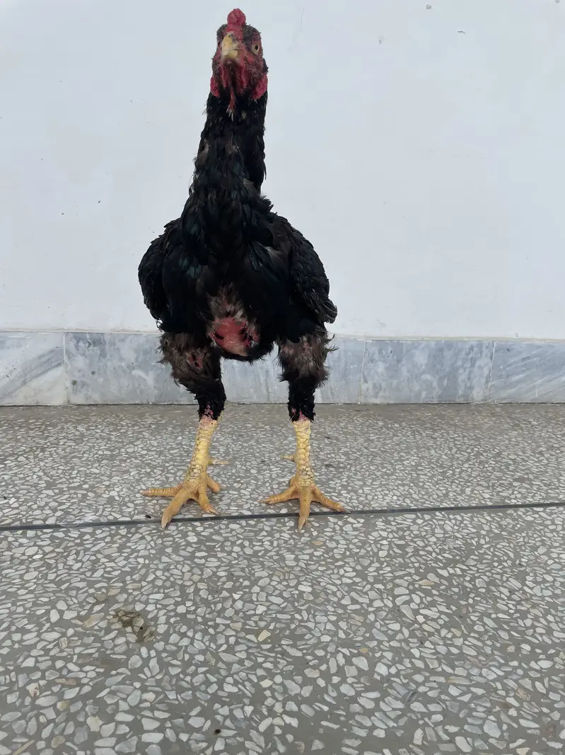 Mushki Strong Aseel , Heavy Built — photo 4