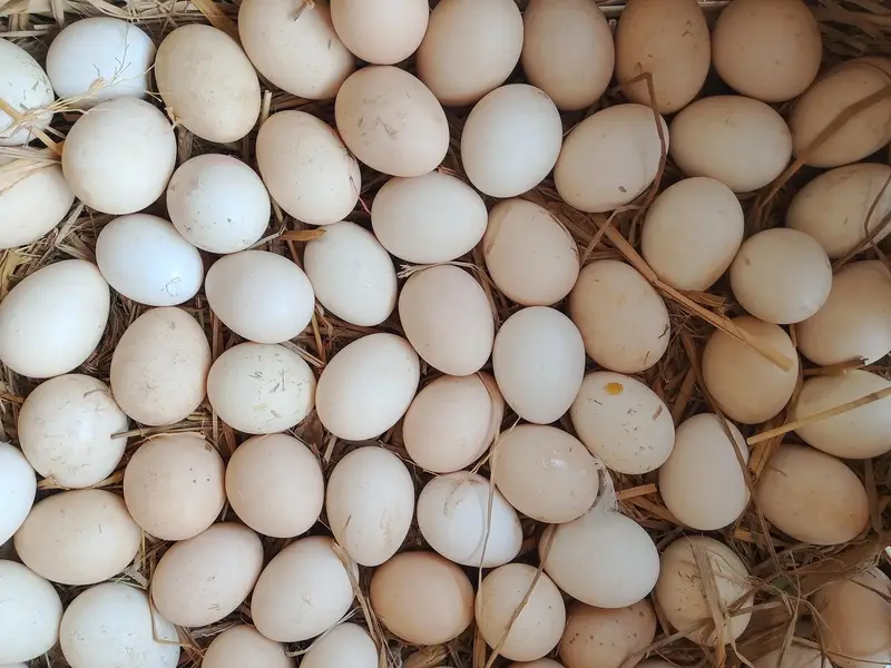 Desi eggs