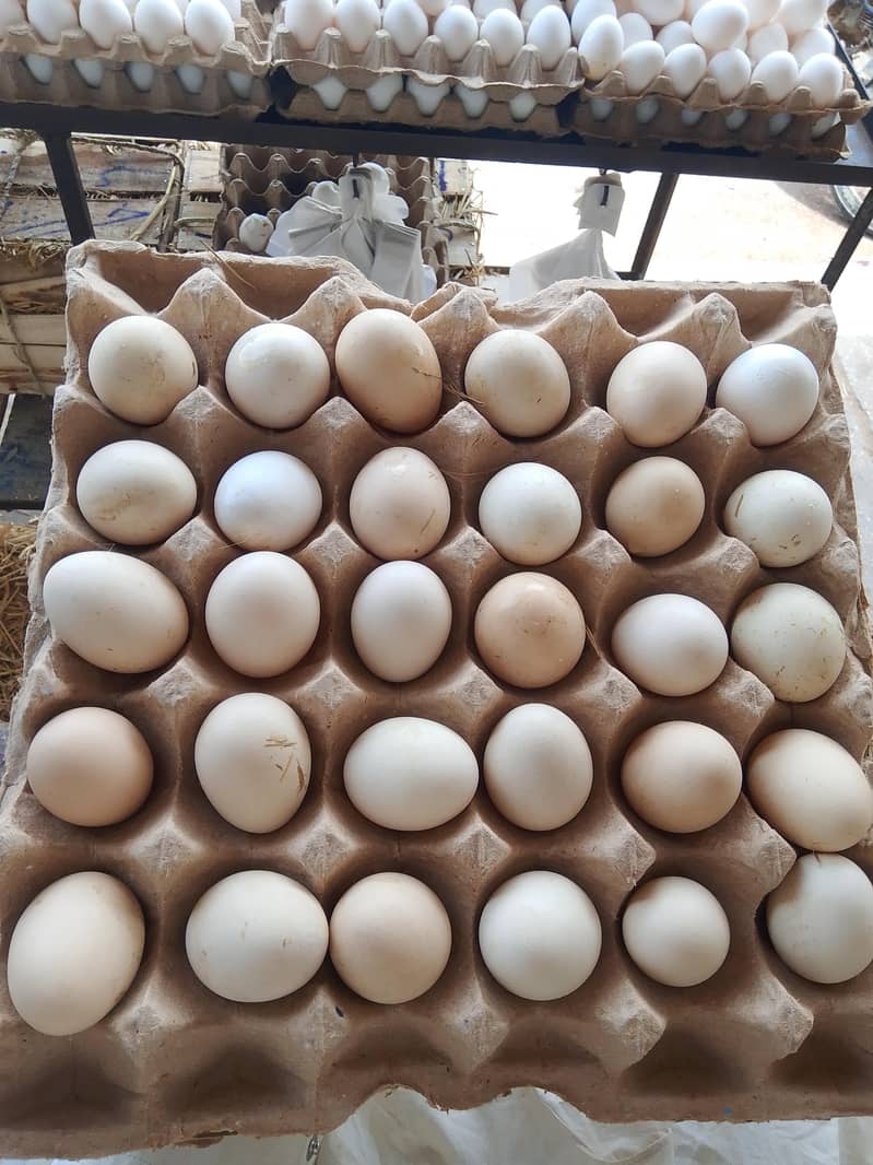 Desi eggs 1