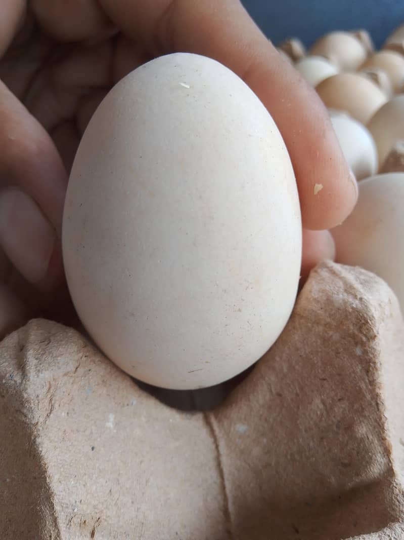 Desi eggs 2