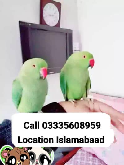 Single 5,500 Hand Tamed Friendly Green Ring Neck Parrot's Male/Female