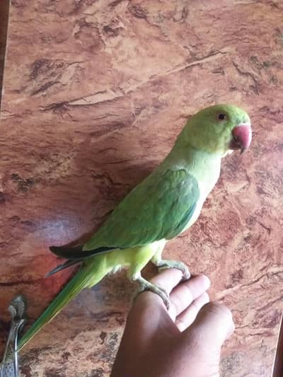 ringreck parrot 0 bite handtame