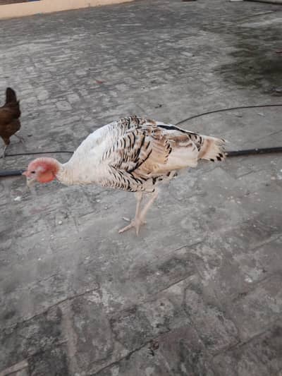 Turkish Pair 0323-1413793