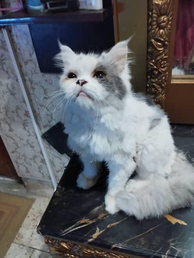 Beautiful Persian semi punch kitten is for sale