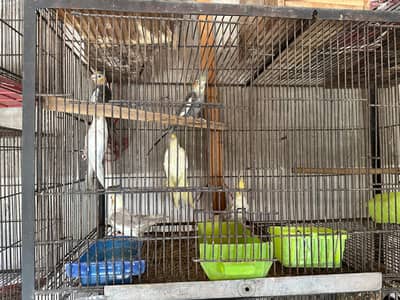 cockatiel for sale