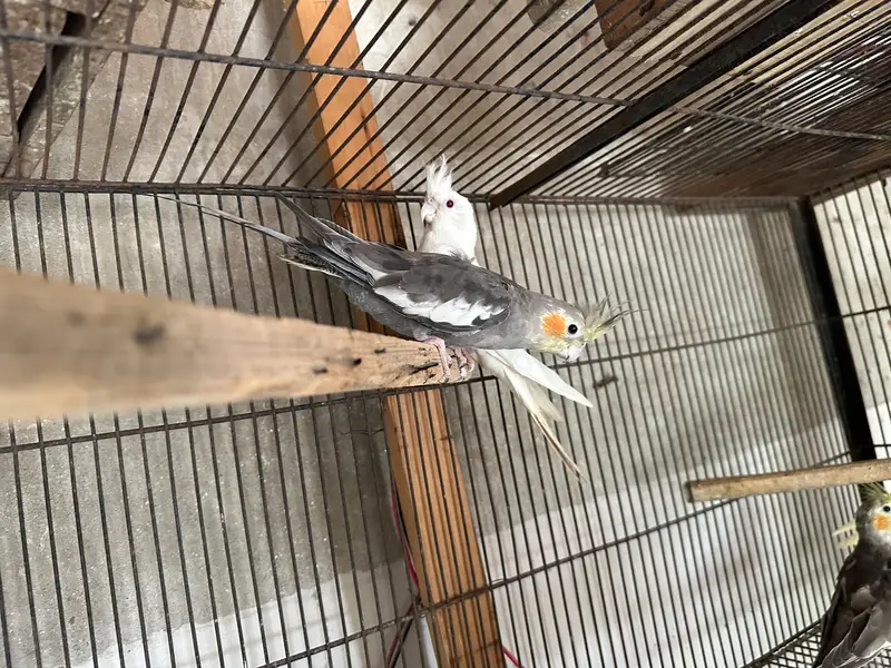 cockatiel for sale — photo 2