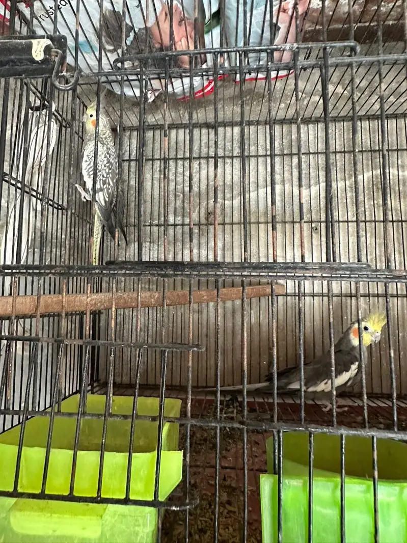 cockatiel for sale — photo 3