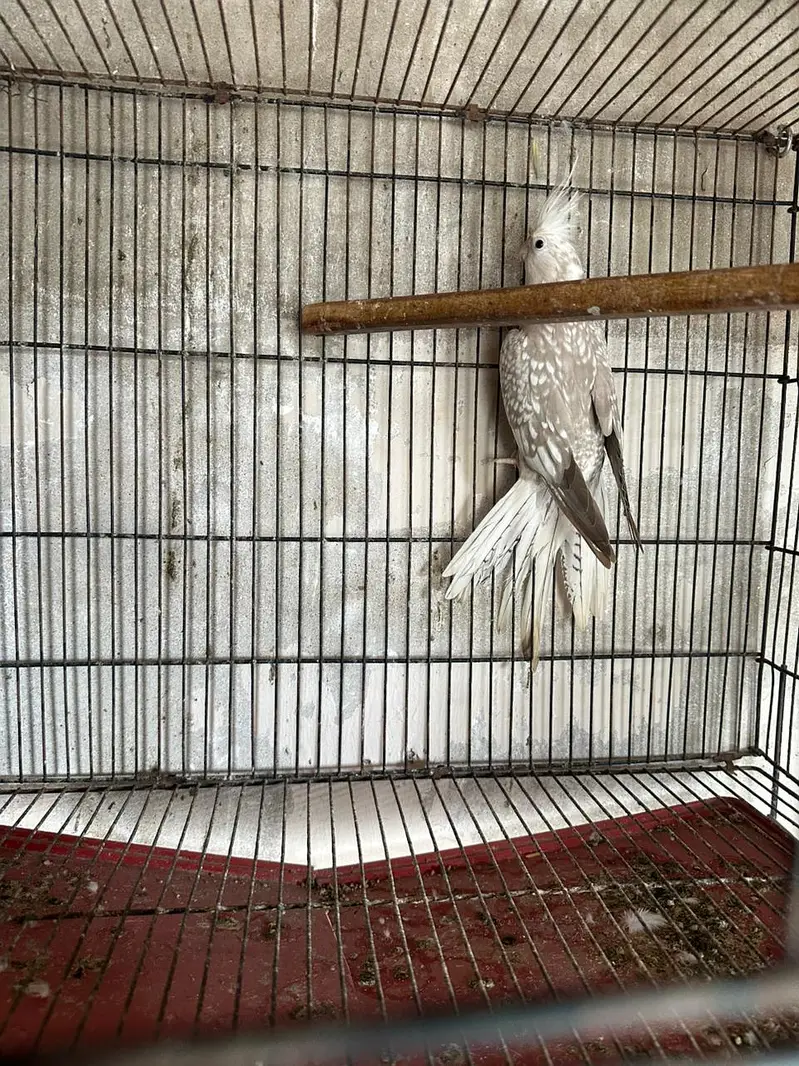 cockatiel for sale — photo 4
