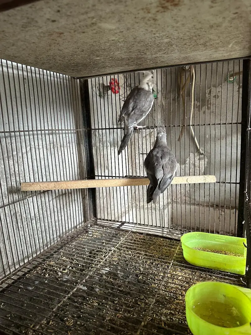 cockatiel for sale — photo 5