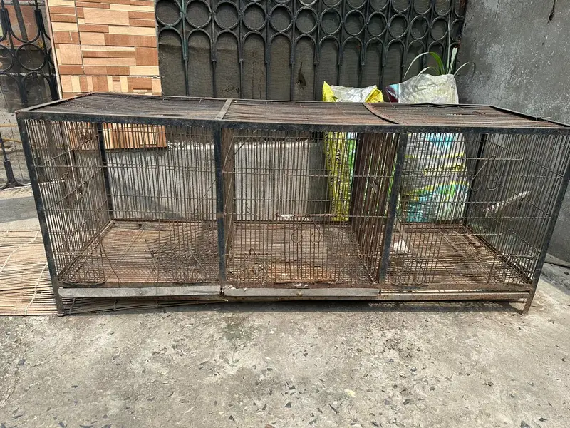 cockatiel for sale — photo 6