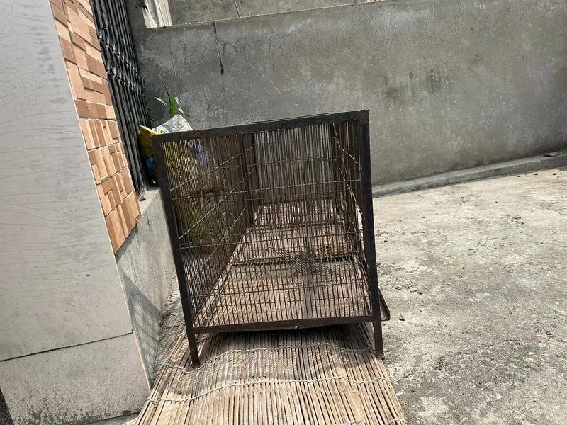 cockatiel for sale — photo 7