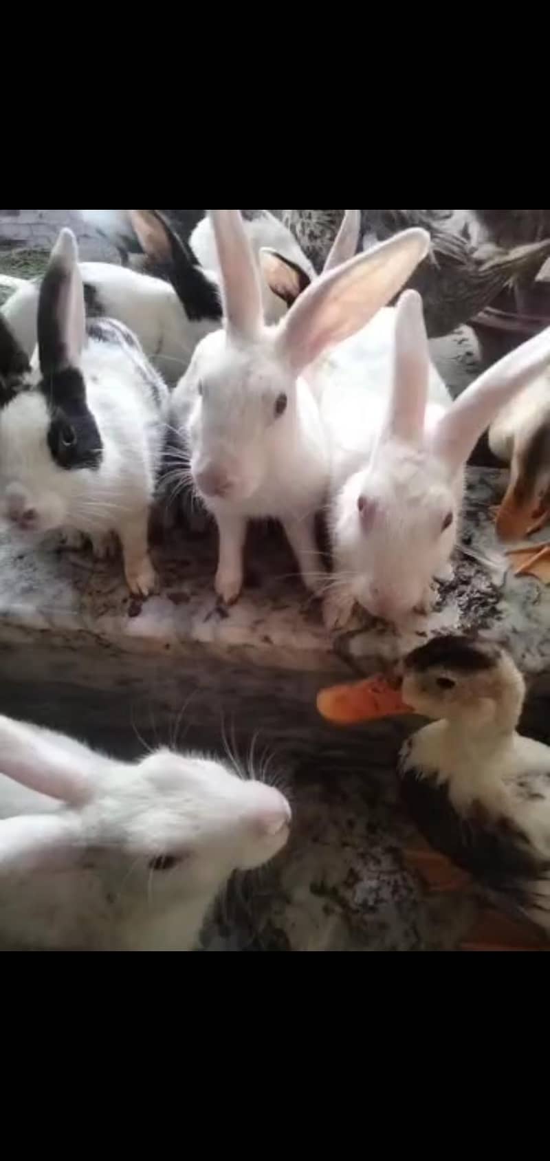rabbits 600 1
