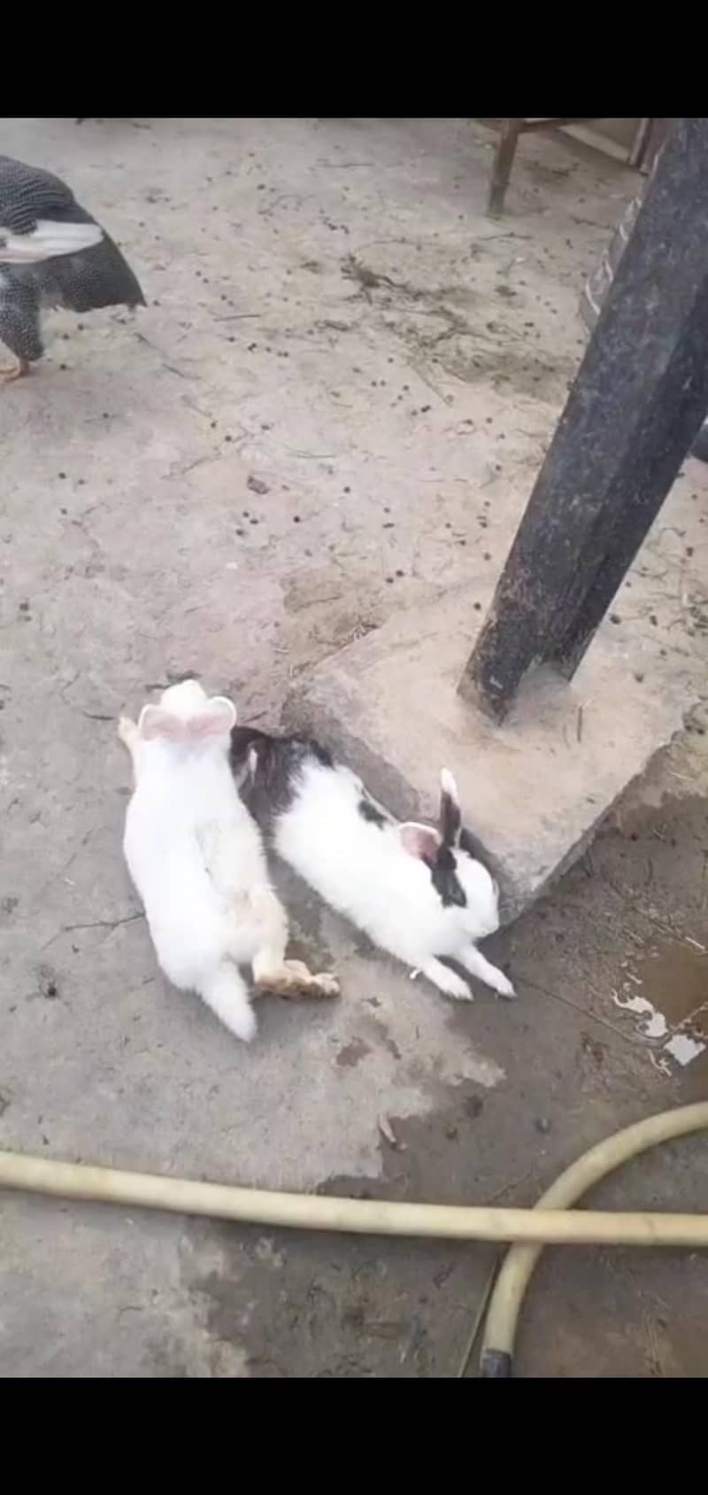 rabbits 600 2