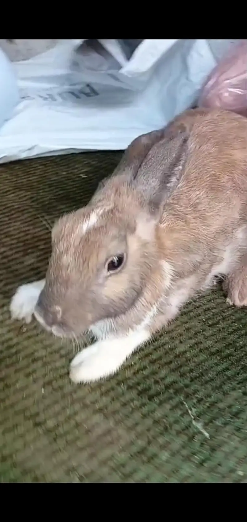 rabbits 600 — photo 4