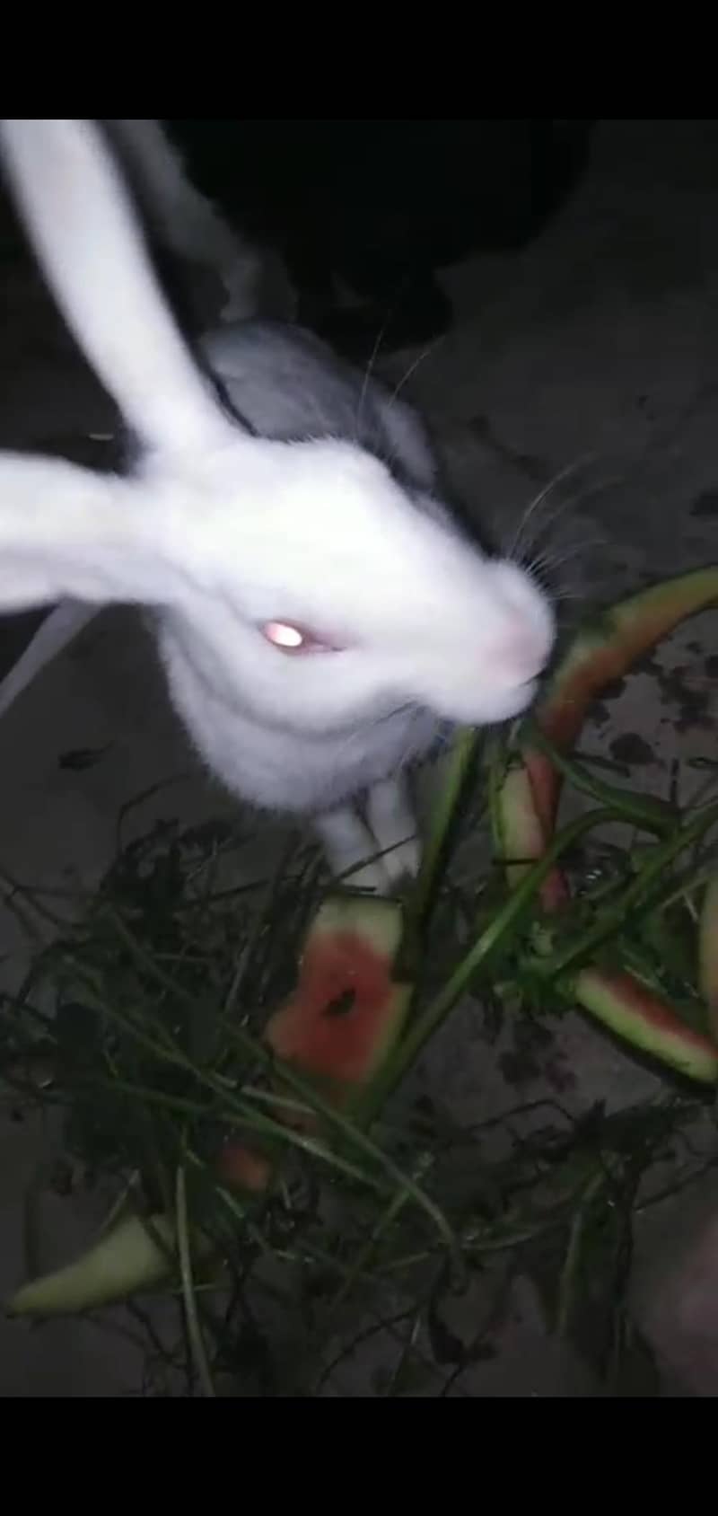 rabbits 600 4