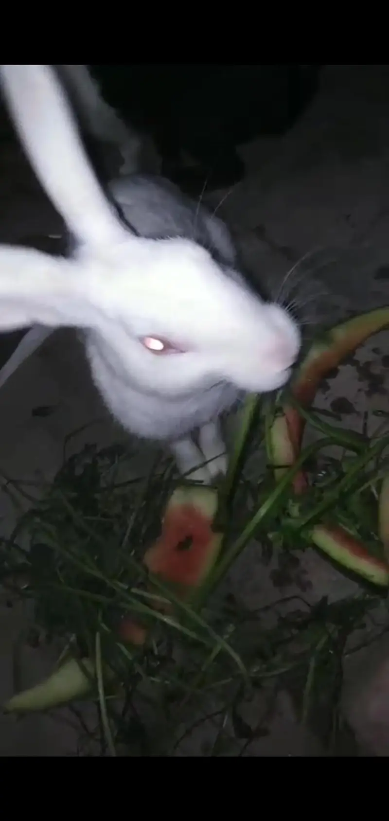 rabbits 600 — photo 5