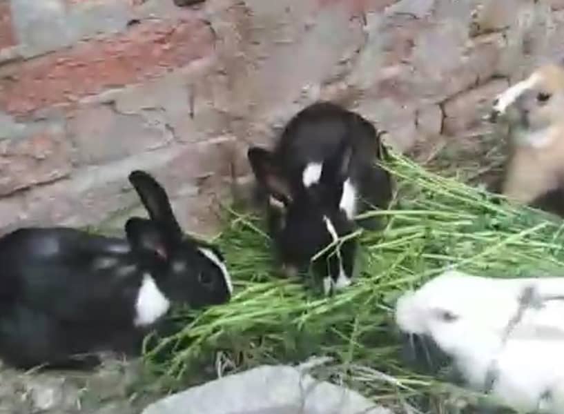 rabbits 600 6