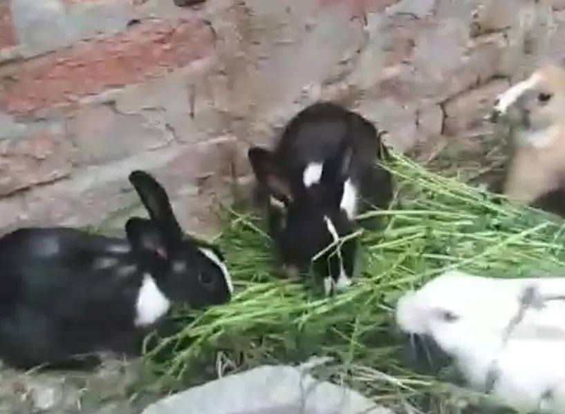 rabbits 600 — photo 7