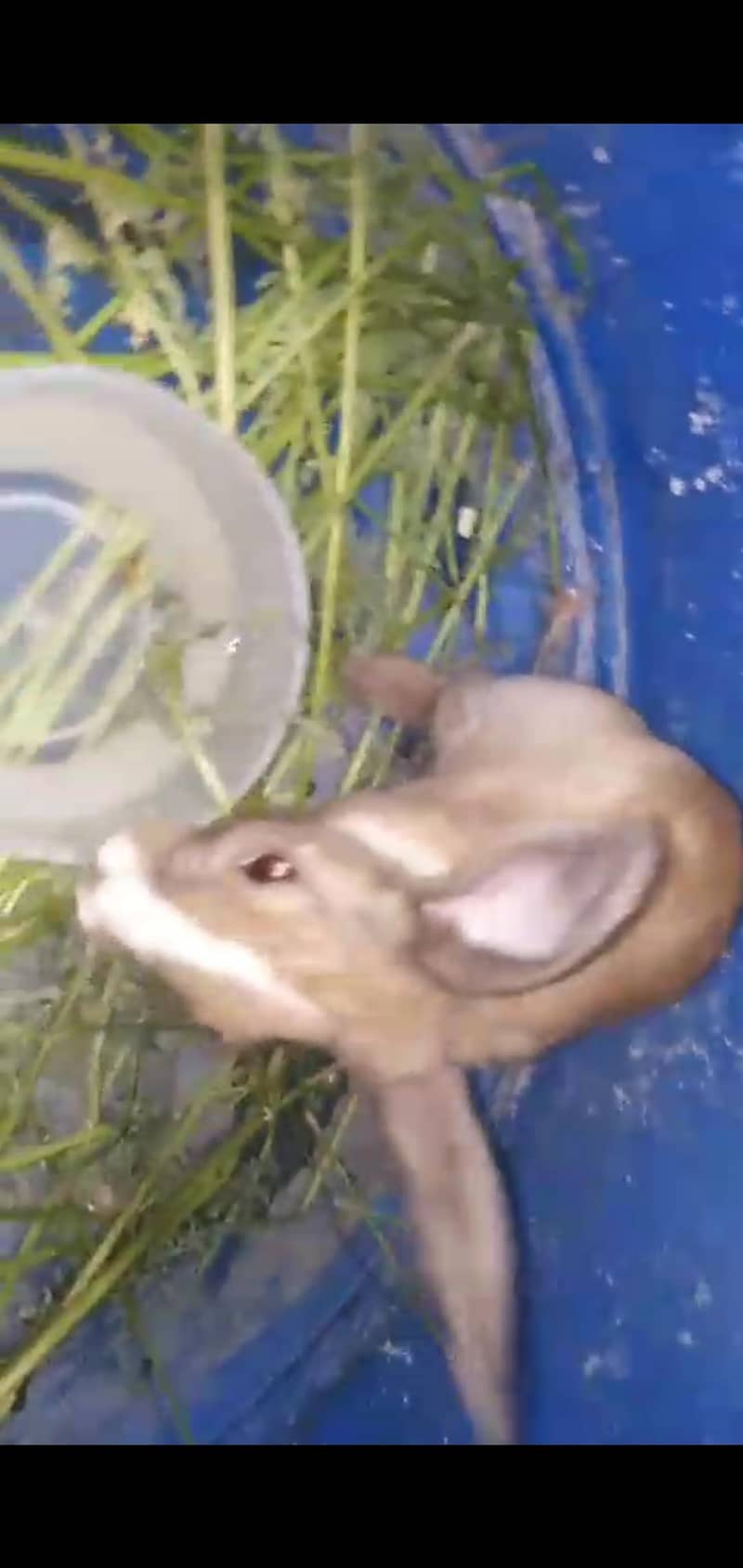 rabbits 600 7