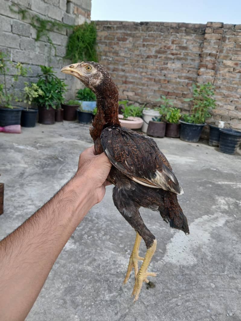aseel chicks 0