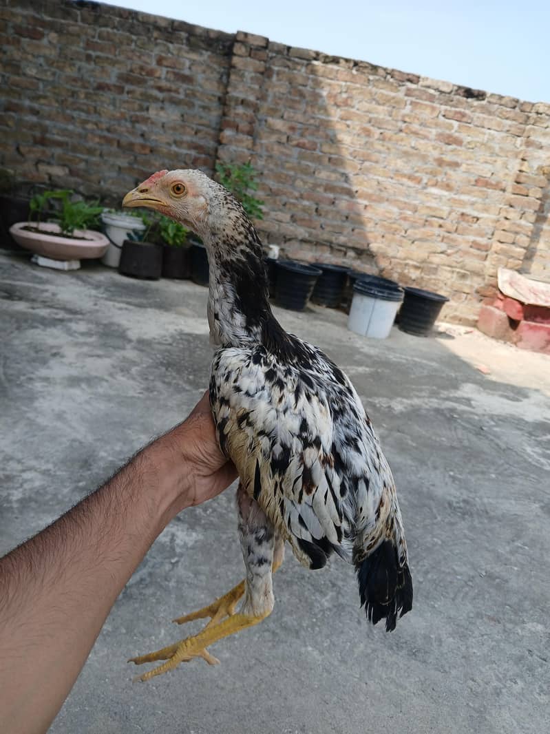 aseel chicks 2