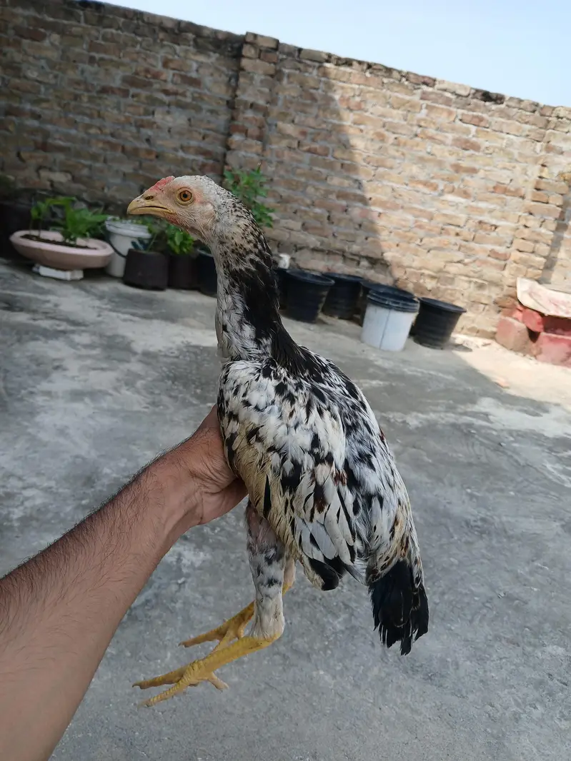 aseel chicks — photo 3