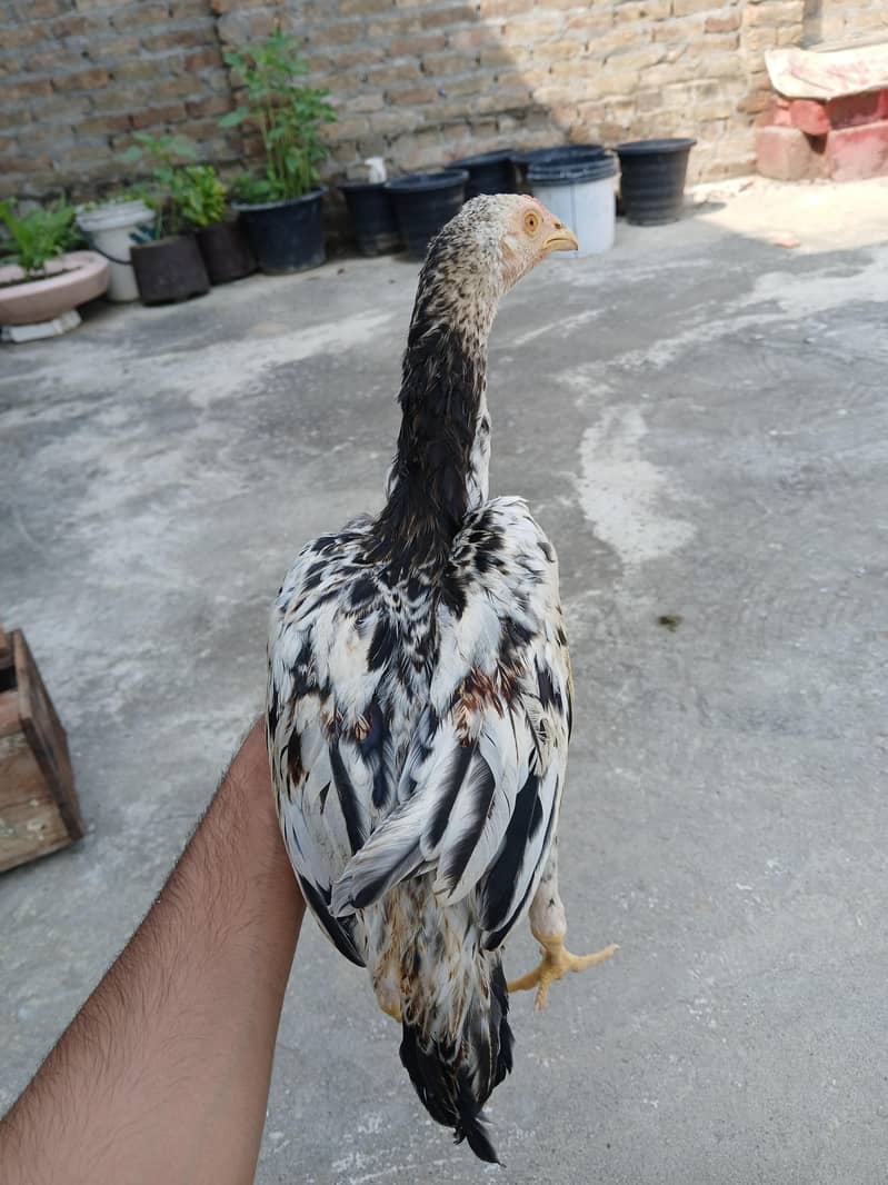 aseel chicks 3