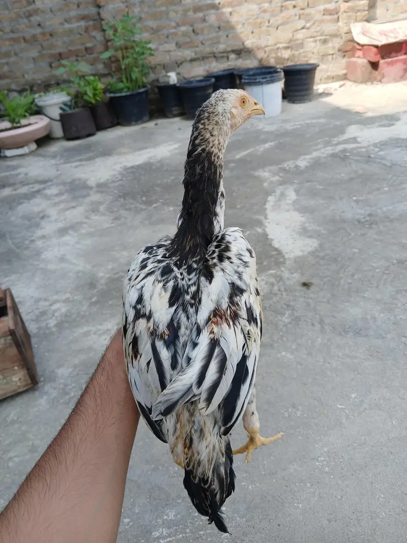 aseel chicks — photo 4